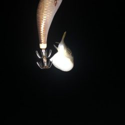 久しぶりに四杯