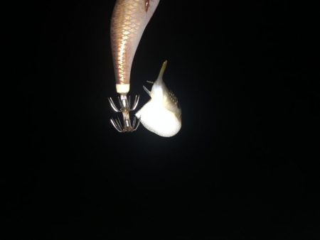 久しぶりに四杯