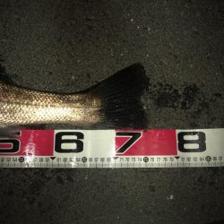 リバーシーバス