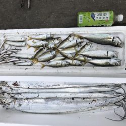 太刀魚爆釣！！