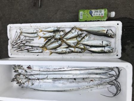 太刀魚爆釣！！