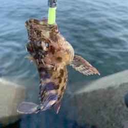 アジングでガシラフィーバー！