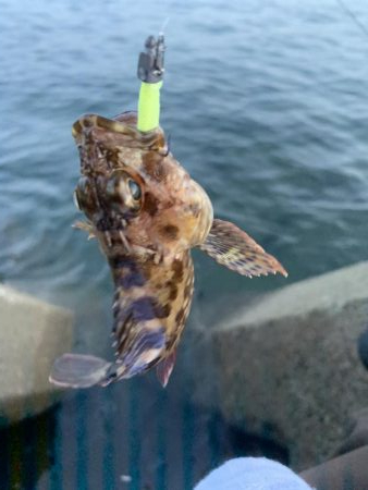 アジングでガシラフィーバー！