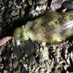 アオリ渋かった