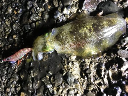 アオリ渋かった