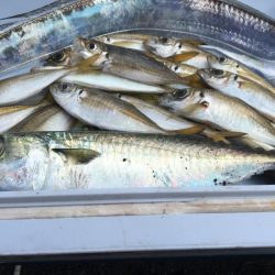 太刀魚 中サバ アジング