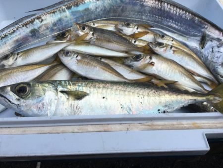 太刀魚 中サバ アジング