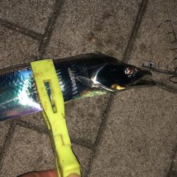 台風前のシーサイドコスモ