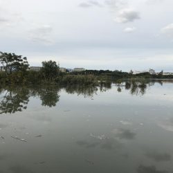 城北ワンド　調査釣行