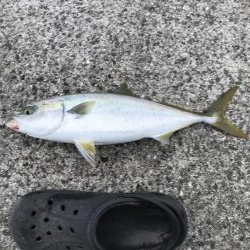 久しぶりの青物