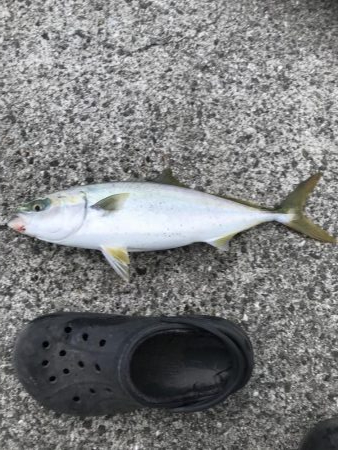 久しぶりの青物