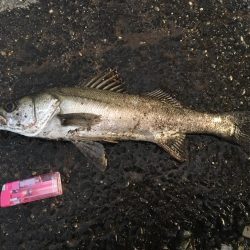 人生初シーバス