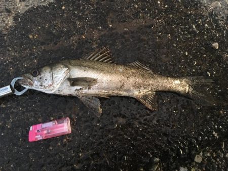 人生初シーバス