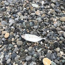 仁淀川河口サーフ