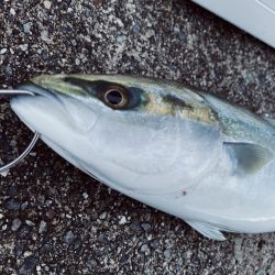 雨降らずガラガラ