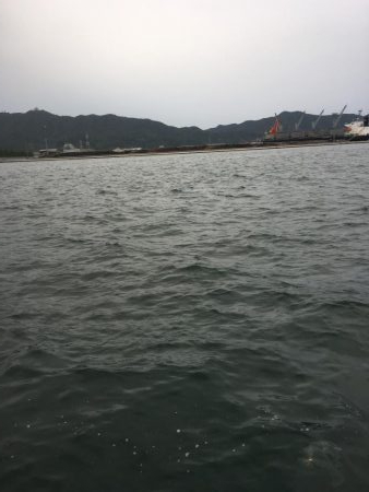 簡単フカセでばっこりグレ釣れました!