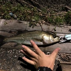 アジング と泳がせ