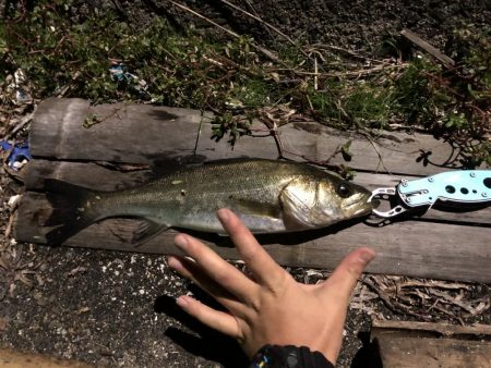 アジング と泳がせ