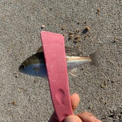 今年初の紀州釣り〜