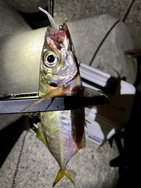 癒しの夜景アジング