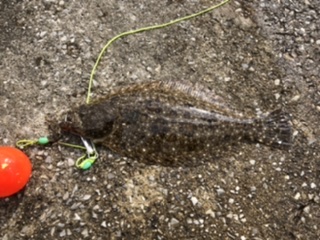 エビでヒラメ⁉︎