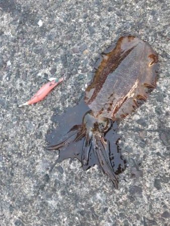 イカの気持ち３