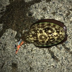 なかなか厳しい〜