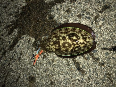 なかなか厳しい〜