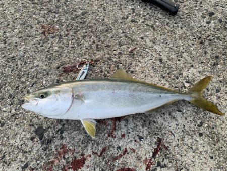 釣れてるって聞いて調査に行ったつもりが。