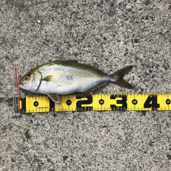 おっきいマゴチ！！