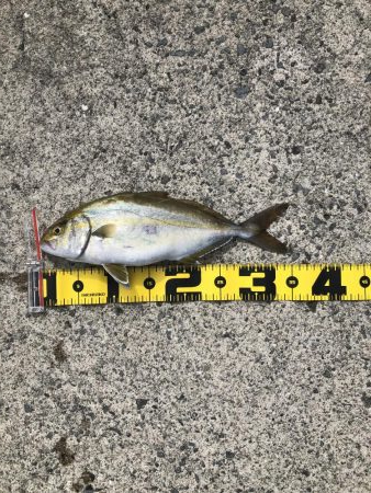 おっきいマゴチ！！