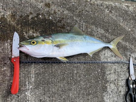 久しぶりに青物