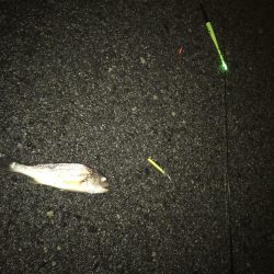 タチウオだと思ったらイシモチ?