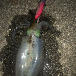 エギングたのしいねー！