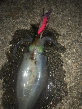 エギングたのしいねー！