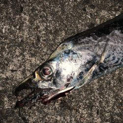 ワインド初タッチー