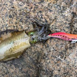 台風一過後のデイエギング
