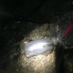 子供とエギングバトル