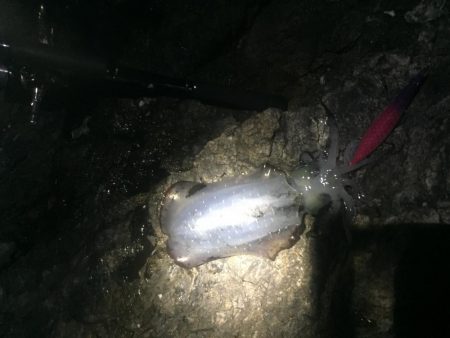 子供とエギングバトル