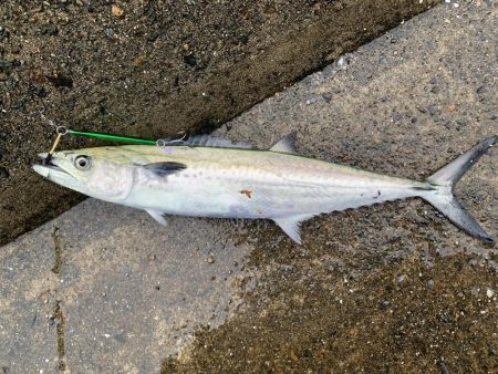 朝は寒いジギング