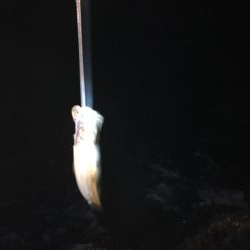 ショアジギング