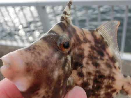 カワハギが絶好調 と言ってもサイズはまだまだ