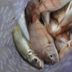 サヨリが居ない