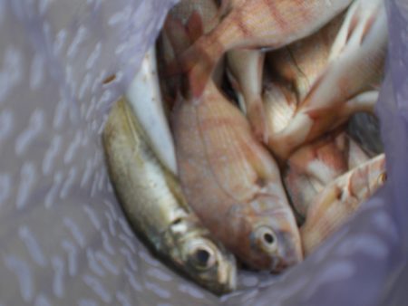 サヨリが居ない