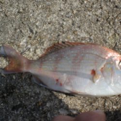 久しぶりの林崎漁港