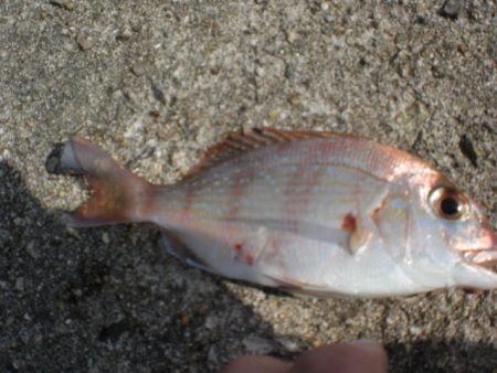 久しぶりの林崎漁港