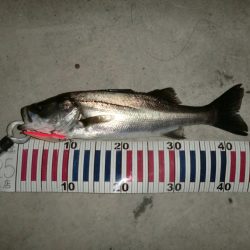 今日も行ってしまった