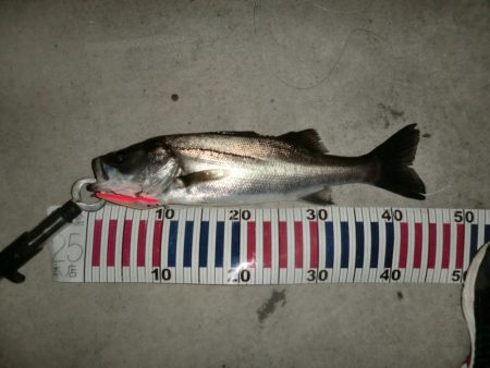 今日も行ってしまった