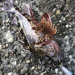 安定のエサ釣り