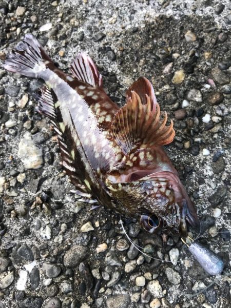 安定のエサ釣り